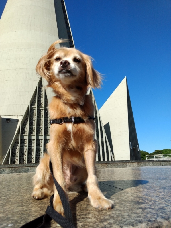 Curso de Adestramento de Cães