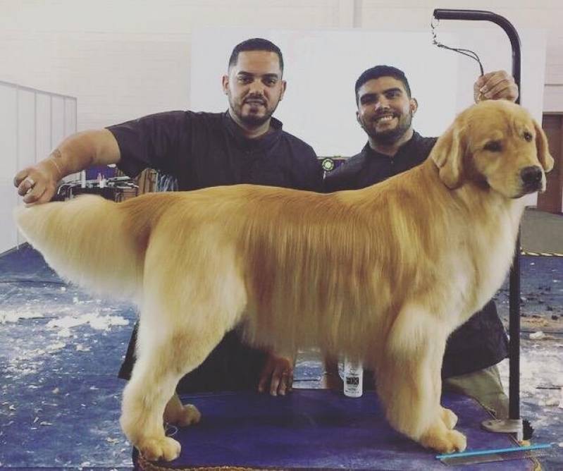 Curso de Banho em Cachorro