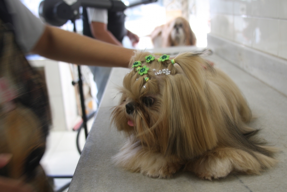 Curso de Estética Canina