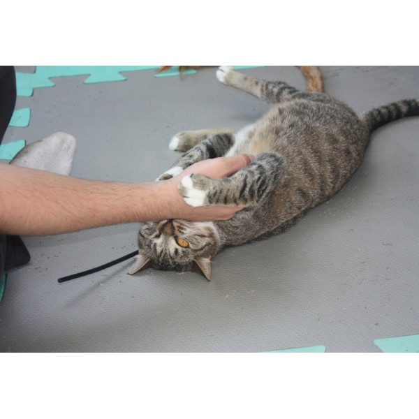 Curso de Pet Sitter em São Judas