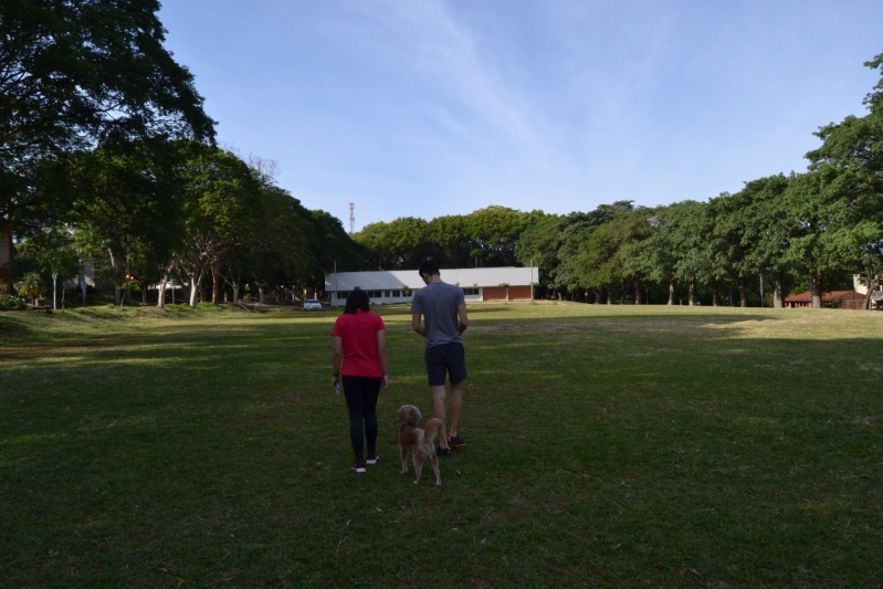 Curso Online Adestramento Canino