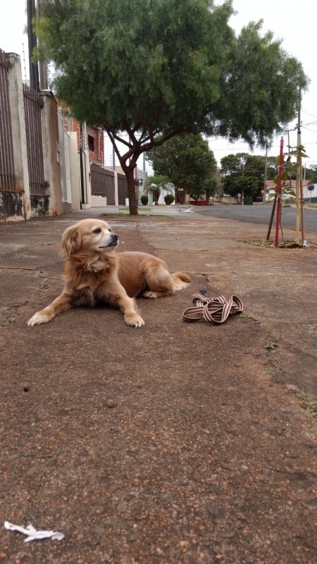 Curso para Adestramento de Cães