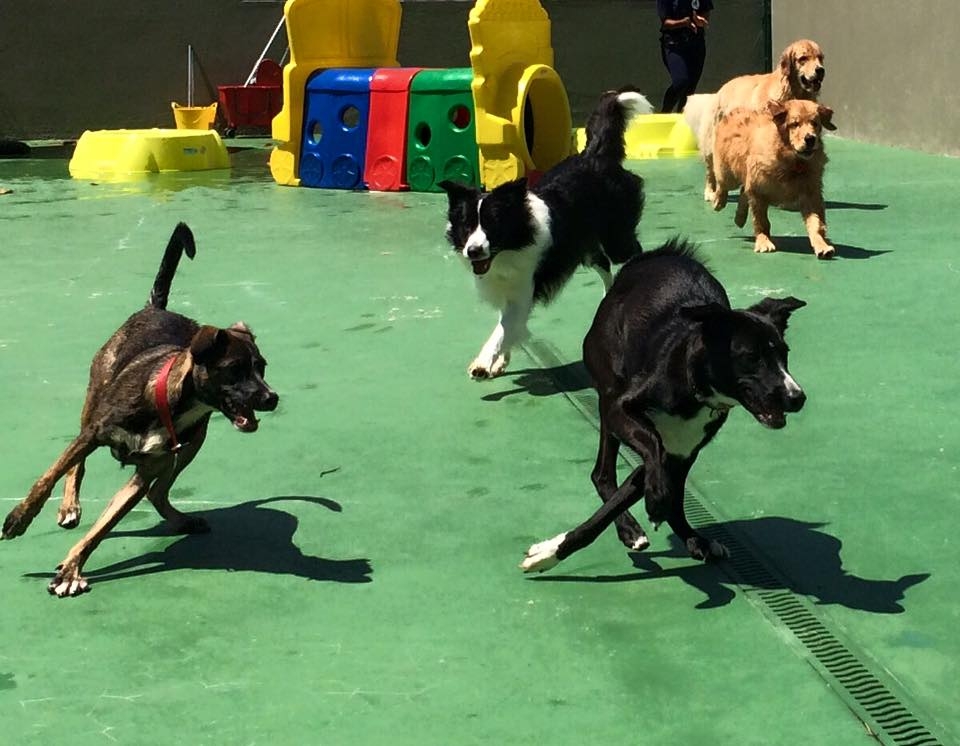 Day Care para Cães na Zona Oeste