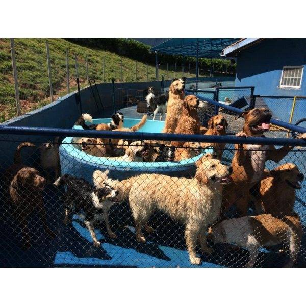 Day Care para Cães no Morumbi
