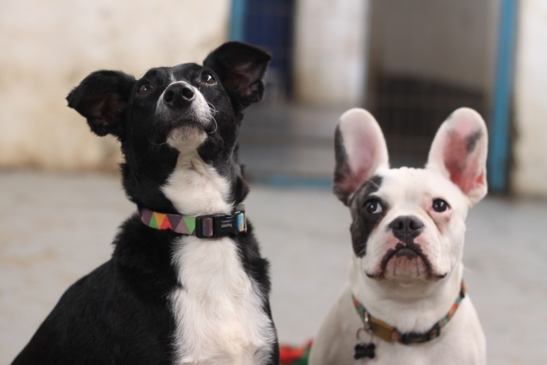 Daycare Canino