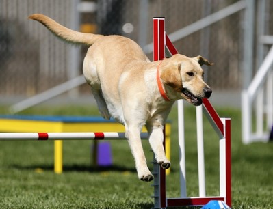 Daycare com Veterinário