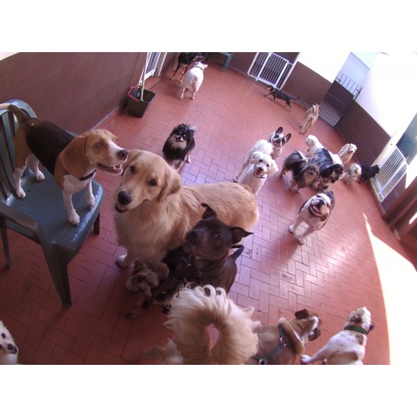 Daycare Dogs