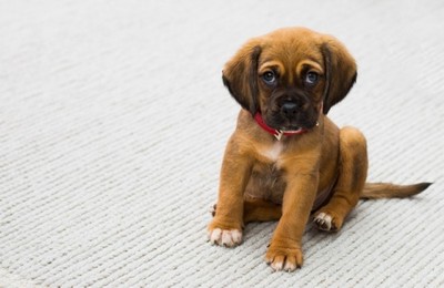 Daycare para Cachorro de Raça