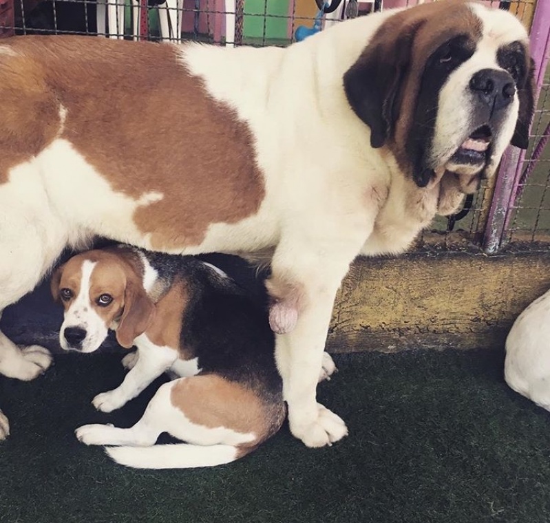 Daycare para Cães com Alimentação