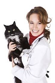 Dermatologia Veterinária em Sp