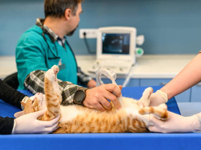 Diagnósticos por imagem veterinário em Brasília 