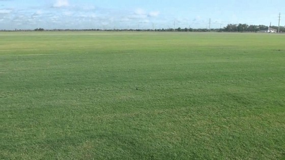 Distribuidor de Grama Bermuda para Campo de Futebol