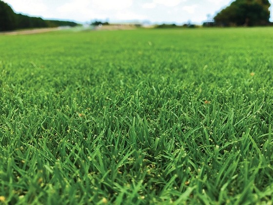 Distribuidor de Grama Bermuda para Sombra