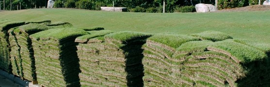 Distribuidor de Grama Bermuda