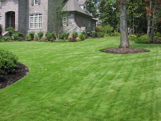 Distribuidora de Grama Esmeralda para Paisagismo