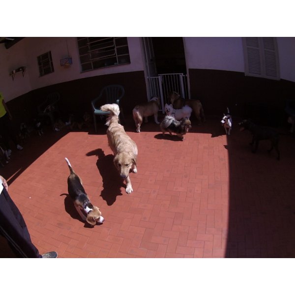 Dog Care em Santo André