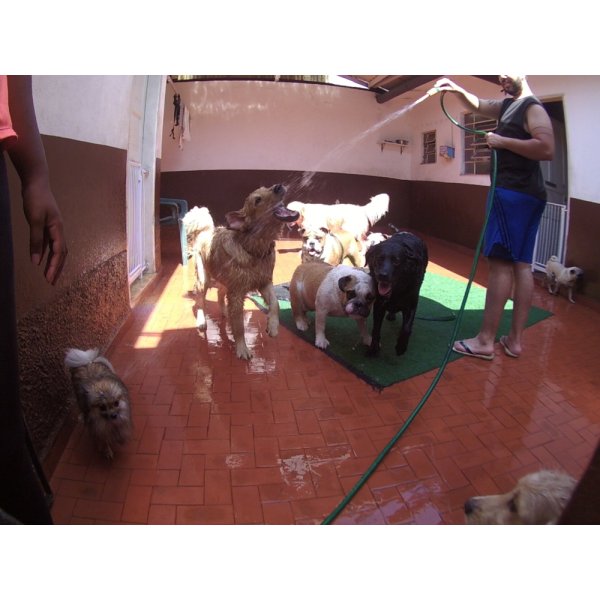 Dog Care na Rudge Ramos