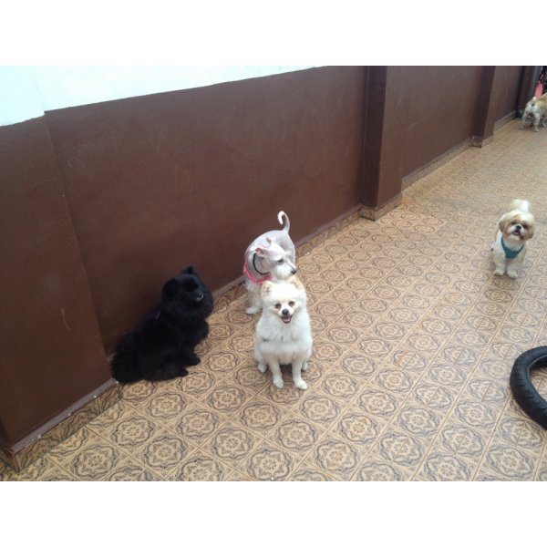 Dog Sitter em Santa Paula