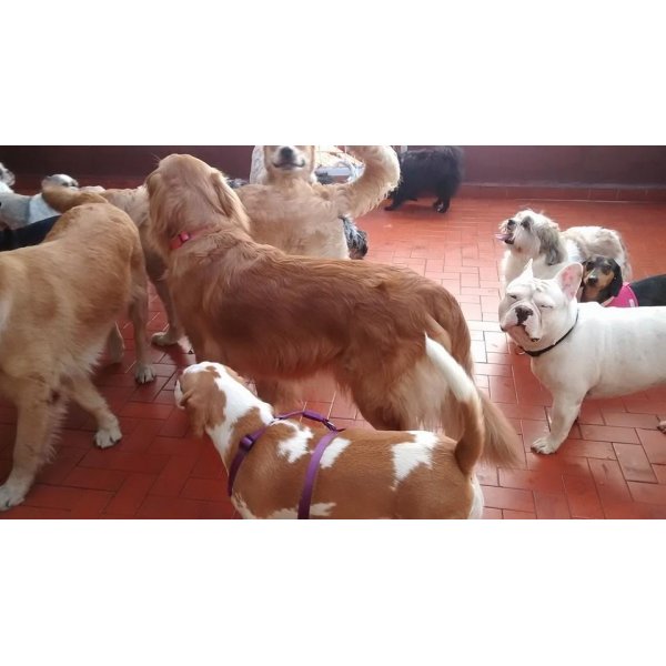 Dog Sitter no Bairro Campestre