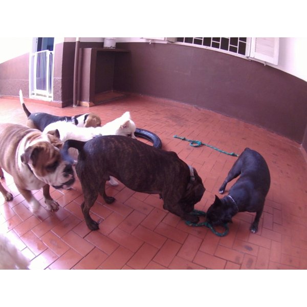 Dog Sitter