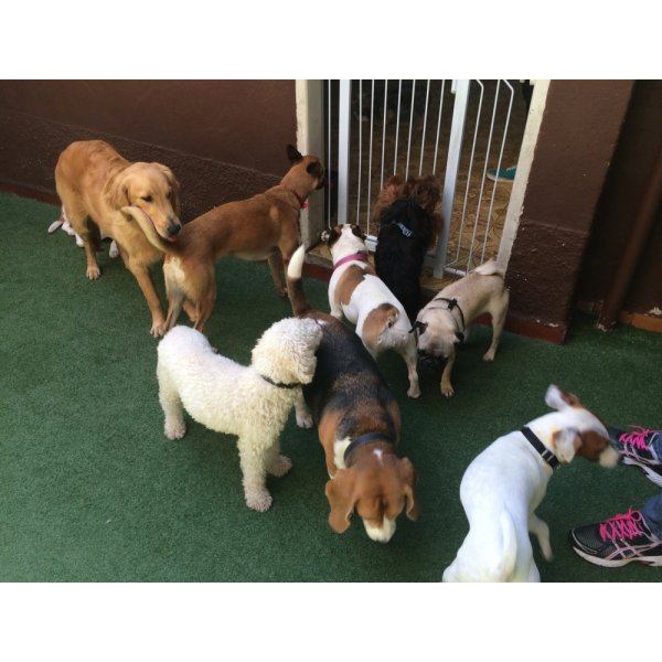 Dog Walker no Bairro Campestre