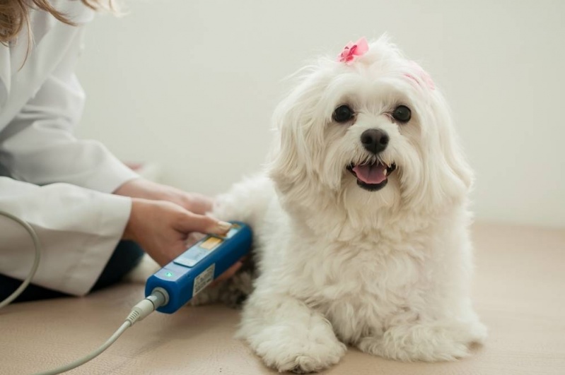 Eletro Estimulação Transcutânea Veterinária