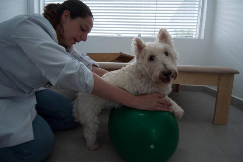 Eletroestimulação Muscular Veterinária