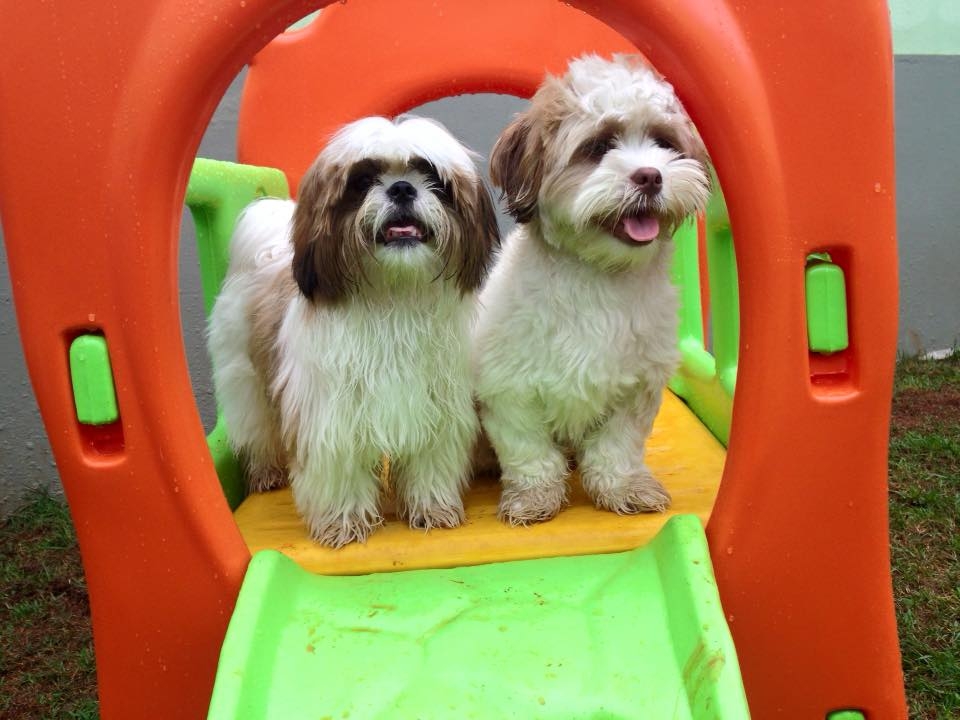 Empresa de Hospedagem para Cães