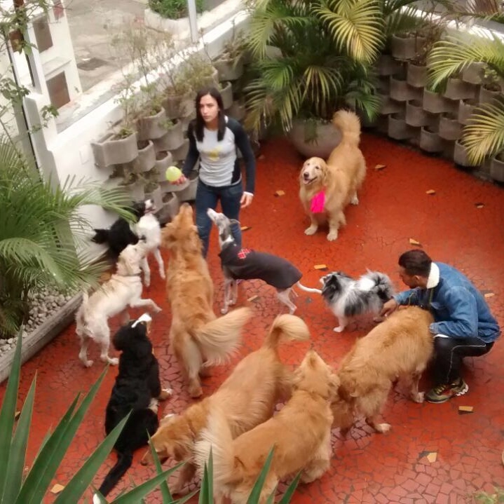 Empresas de Adestramento de Cachorro