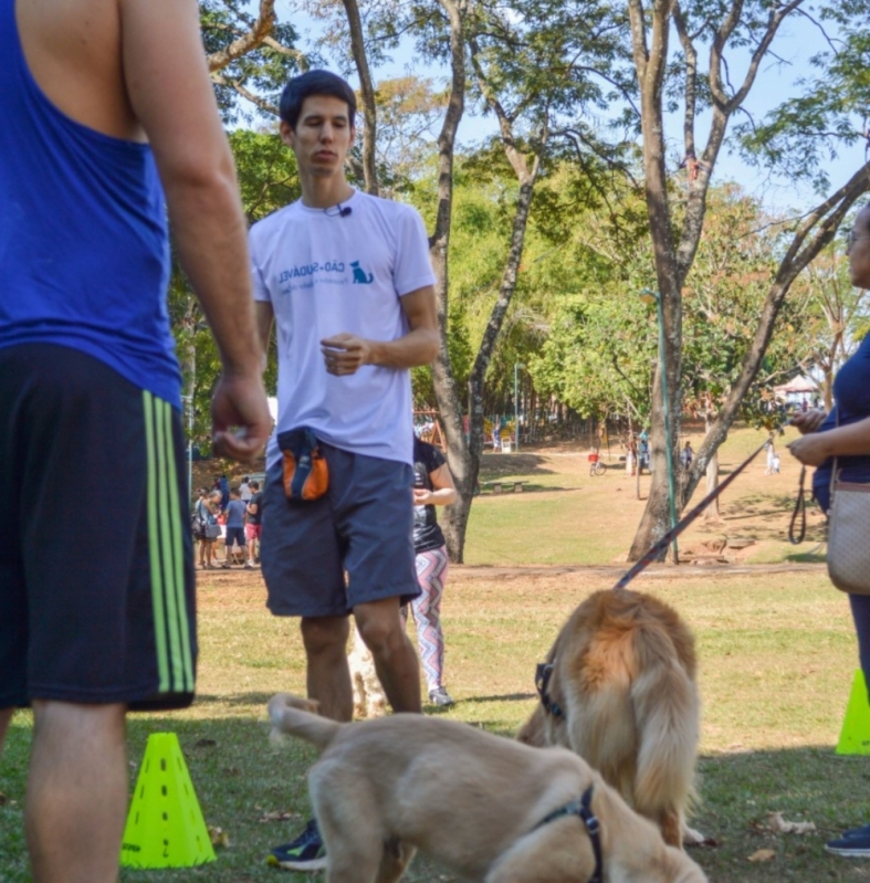 Ensinar Cachorro a Dar a Pata