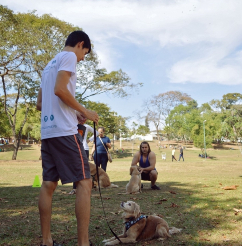 Ensinar Cachorro a Não Subir no Sofá