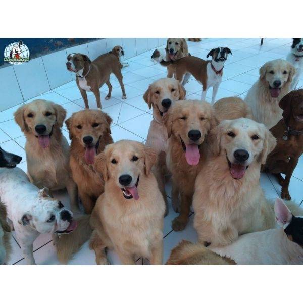 Escola de Cães em Sp