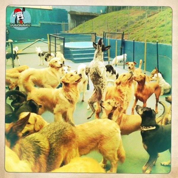 Escola de Luxo para Cães