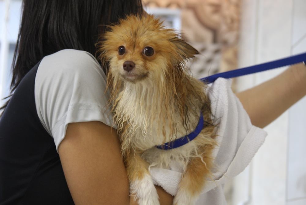 Espaço de Estética para Cachorros