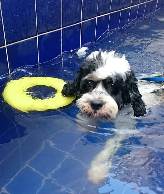 Espaço de Natação para Cachorro