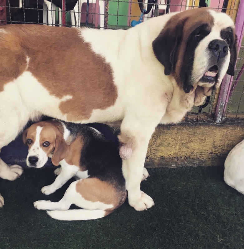 Espaço para Cachorro com Cuidadores