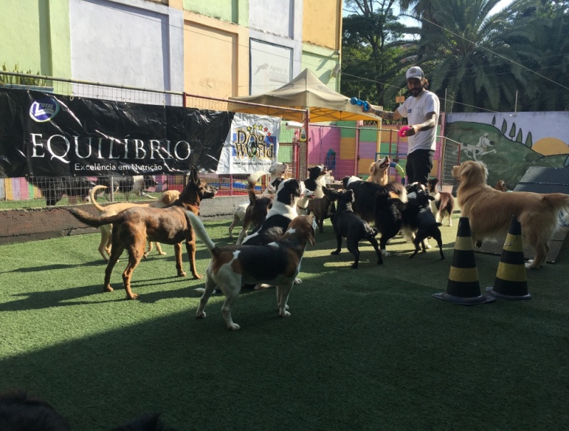 Espaço para Cachorro para Brincar