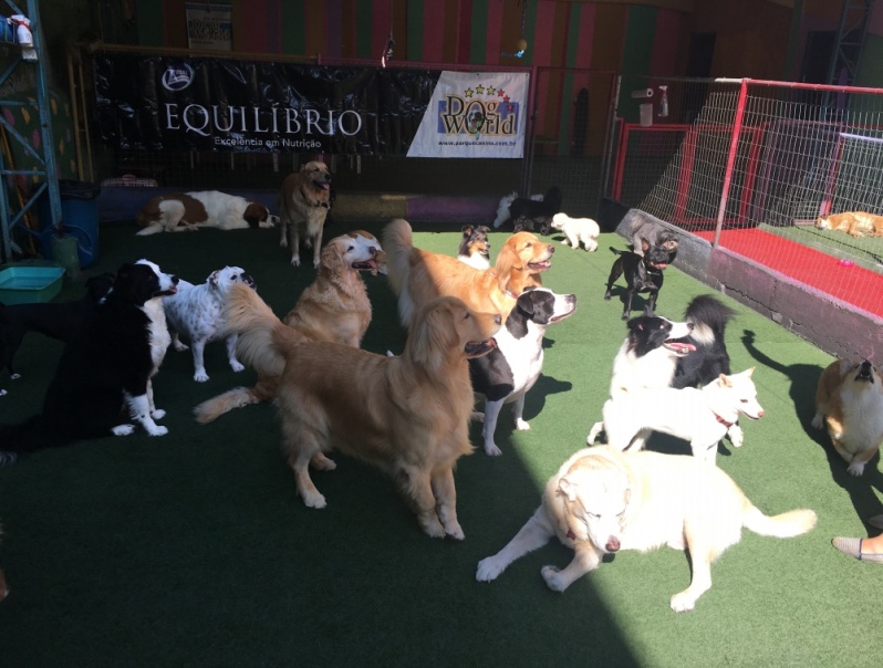 Espaço para Cachorros com Adestrador