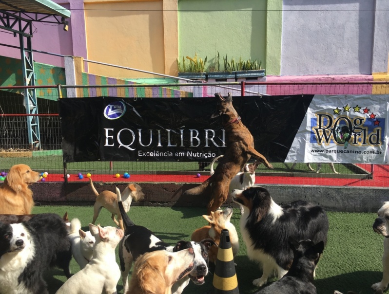 Espaço para Cão com Agility