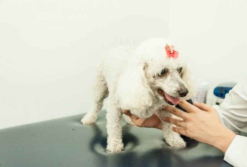 Especialista em Acupuntura em Cães