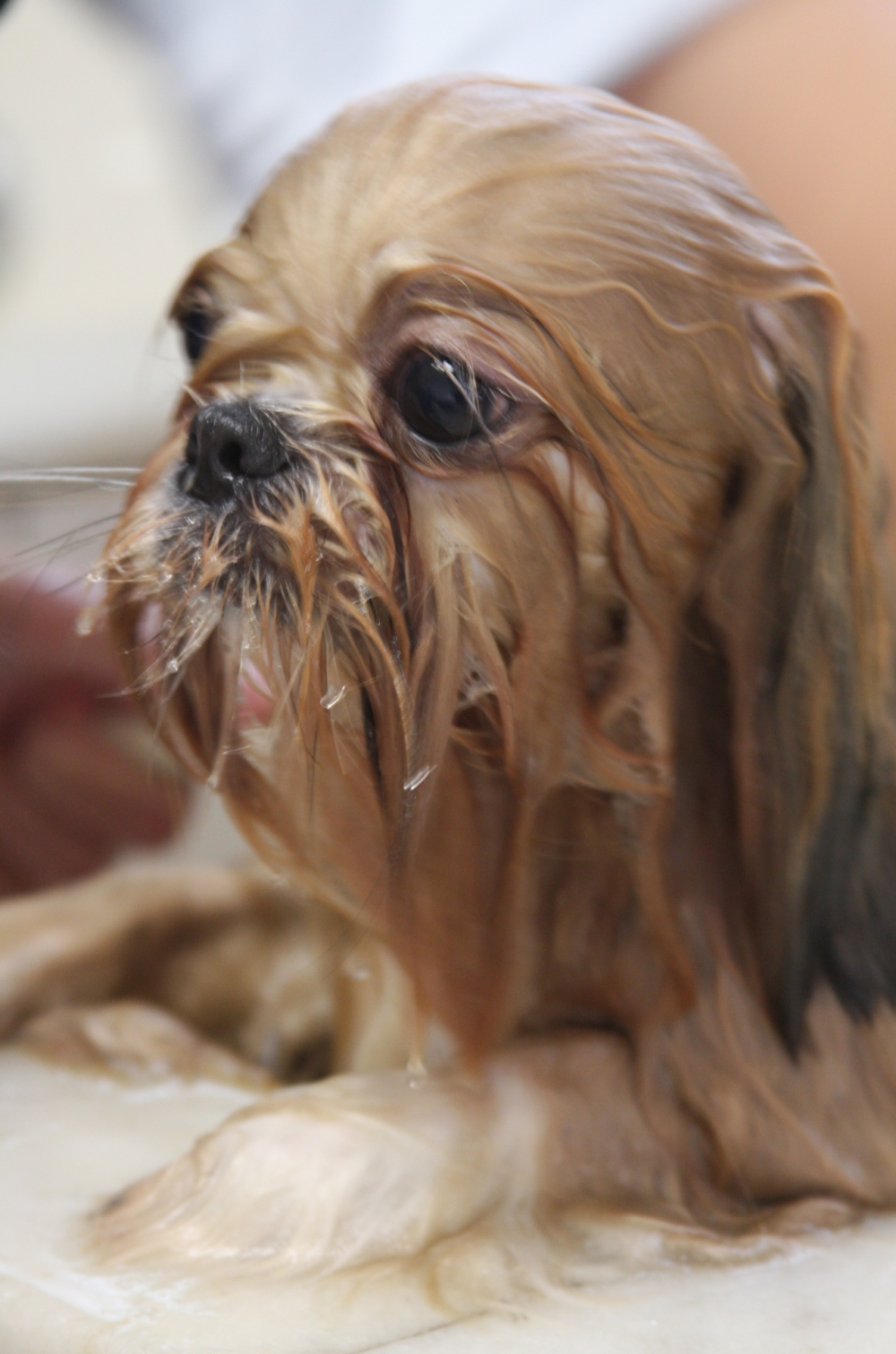 Estética para Cachorro em São Paulo