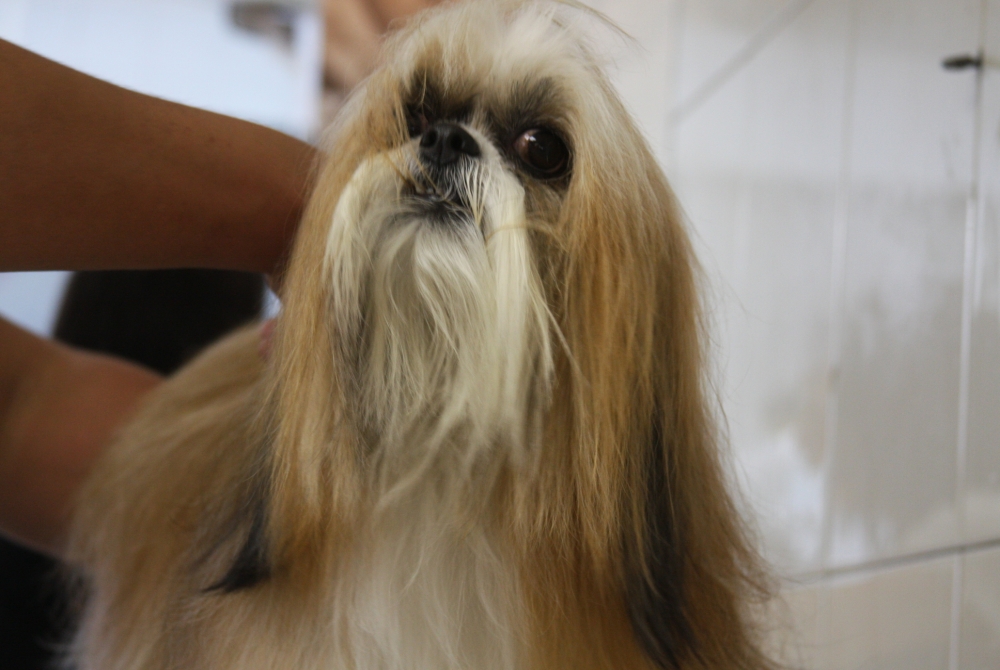 Estética para Cachorro em Sp