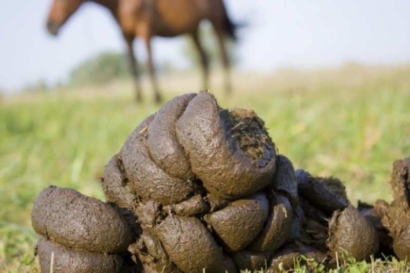 Exame Coproparasitológico Veterinário