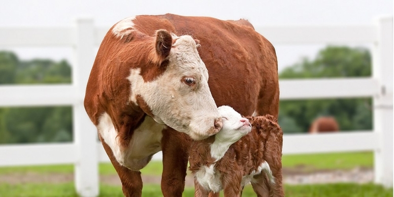 Exame de Paternidade em Animais