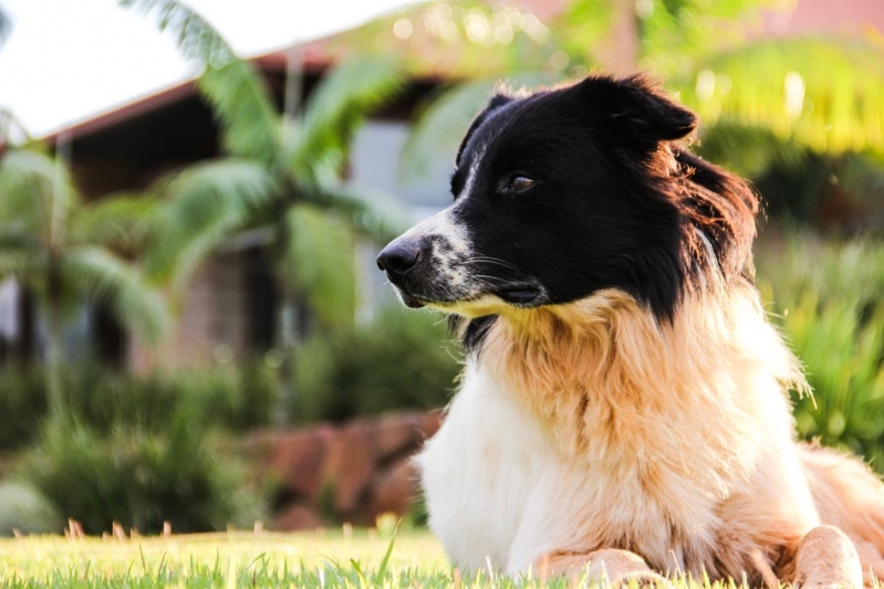 Exame de Sangue Leucograma Veterinário