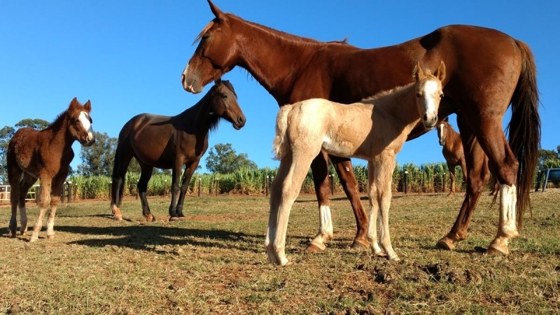 Exame Parasitológico em Animais