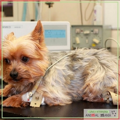 Exame Veterinário de Urinálise para Cães