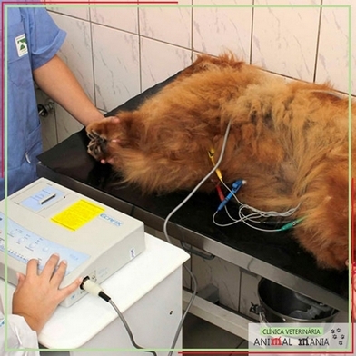 Exame Veterinário de Ultrassom em Gatos