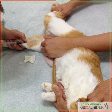 Exame Veterinário de Urinálise para Gatos