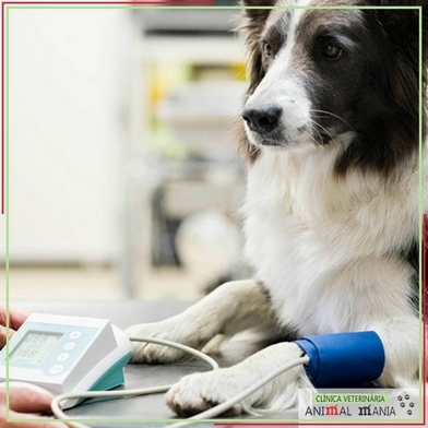 Exame Veterinário Hemograma para Cães